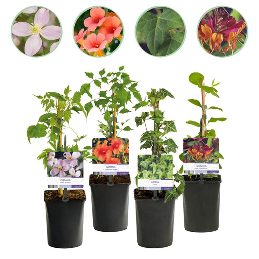 GreenboutiQ - Kletterpflanzen Rainbow - Clematis montana Rubens Hedera helix lonicera Goldflame Campsis madame Galen - Ganzjährig Farbe - 4 Pflanzen - Topf 11cm Höhe 40cm - Pflanzfix24.de
