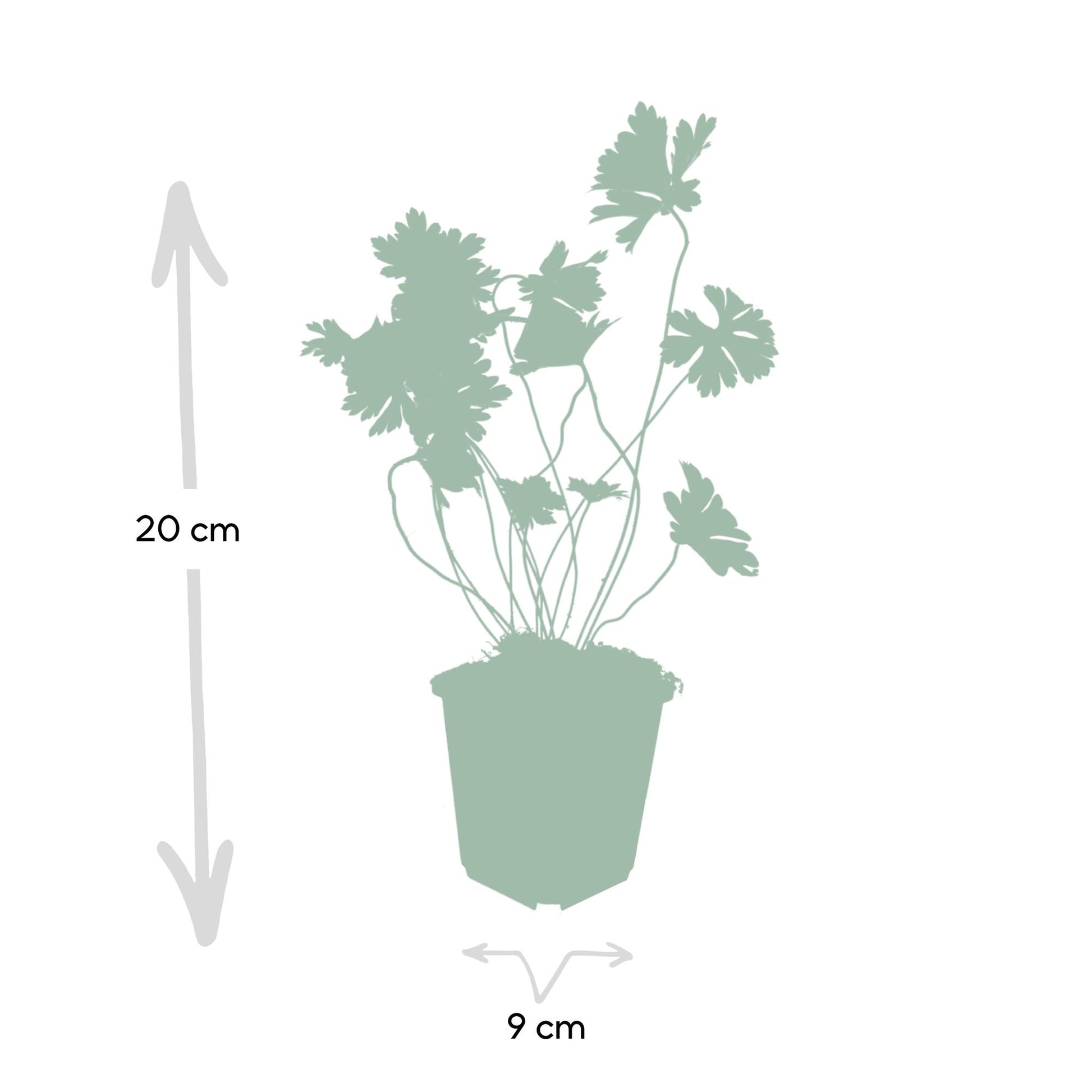 12x Geranium Rozanne – langblühender Bodendecker in Lila | Pflanzfix24.de - Pflanzfix24.de