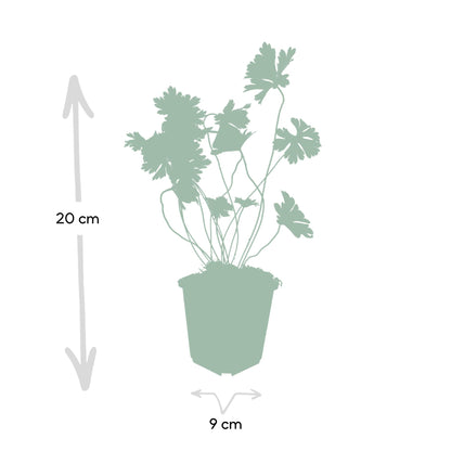 12x Geranium Rozanne – langblühender Bodendecker in Lila | Pflanzfix24.de - Pflanzfix24.de