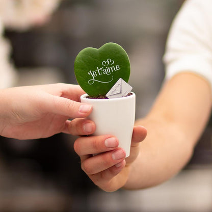 Message Printz® Hoya (Heartplant) | Je t'aime - Pflanzfix24