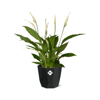 Spathiphyllum 12cm Torelli in 14cm b.for rock living black - Pflanzfix24