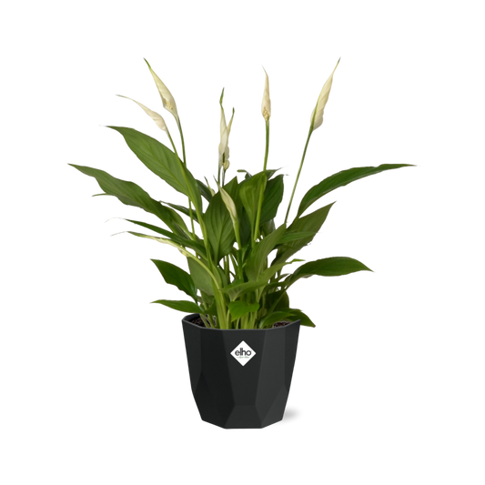 Spathiphyllum 12cm Torelli in 14cm b.for rock living black - Pflanzfix24