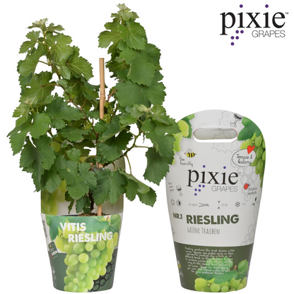 Vitis Pixie Riesling – Zwergweinrebe | Pflanzfix24.de - Pflanzfix24.de
