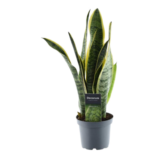 Sansevieria Laurentii Ø12cm 45cm – Bogenhanf | Pflanzfix24.de - Pflanzfix24.de