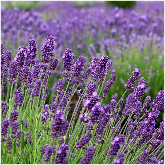pflanzfix24 - Lavandula angustifolia Felice® im Dekotopf 'Old Look' - Set mit 3 echten Lavendeln