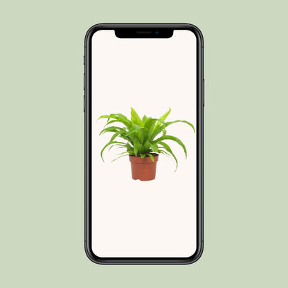 Asplenium Antiquum 12cm - Ø12cm - ↕19cm bei Pflanzfix24.de - Pflanzfix24.de