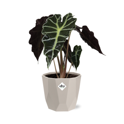 Alocasia 'Polly' in ELHO b.for rock 14 cm warm grey - Pflanzfix24