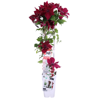 Clematis Nubia - Clematis Evison Rot - Ø15cm - ↕65cm - Pflanzfix24.de - Pflanzfix24.de
