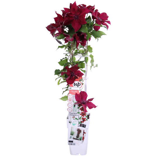 Clematis Nubia - Clematis Evison Rot - Ø15cm - ↕65cm - Pflanzfix24.de - Pflanzfix24.de