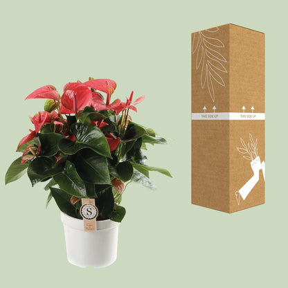 Anthurium Pink Champion - Ø21cm - ↕65cm bei Pflanzfix24