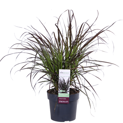 Pennisetum x advena 'Summer Samba' - Ø19cm - ↕50cm - Pflanzfix24