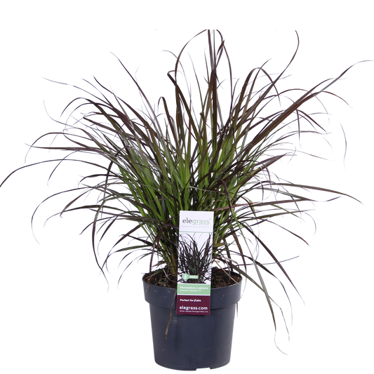 Pennisetum x advena 'Summer Samba' - Ø19cm - ↕50cm - Pflanzfix24