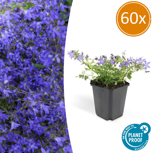 60x Campanula poscharskyana 'Stella' - Pflanzfix24