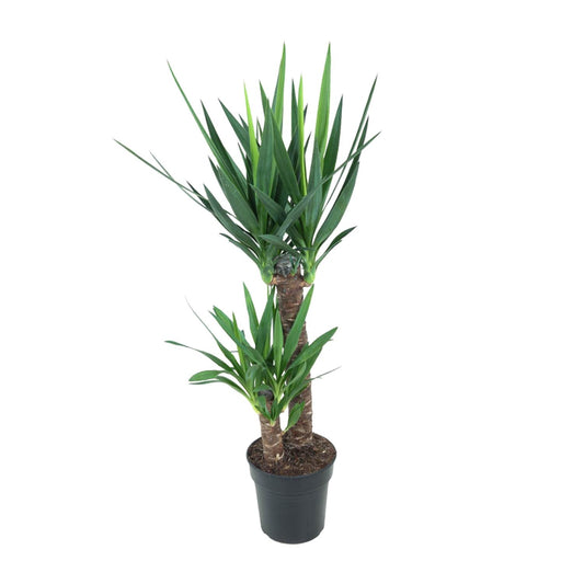 Yucca Elephantipes 100cm Ø21cm – Pflegeleichte Zimmerpflanze | Pflanzfix24.de - Pflanzfix24.de