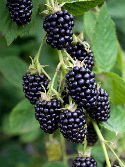 Rubus fruticosus Black Satin Ø13cm – dornenlose Brombeere | Pflanzfix24.de - Pflanzfix24.de
