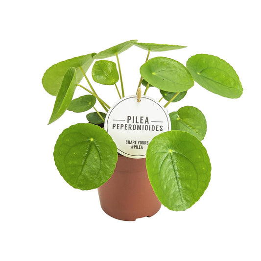 Pilea Peperomioides Ø13cm – kompakte Aluminium-Pflanze | Pflanzfix24
