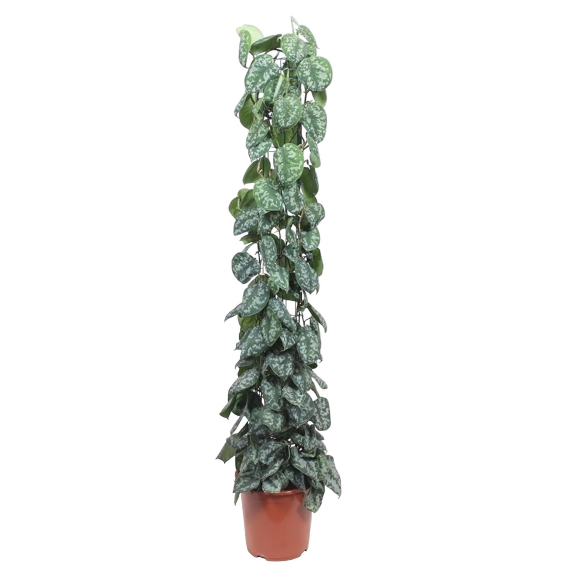 Scindapsus Pictus Trebie Gitter 160cm – Kletterpflanze | Pflanzfix24.de - Pflanzfix24.de