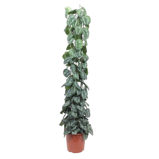 Scindapsus Pictus Trebie Gitter 160cm – Kletterpflanze | Pflanzfix24.de - Pflanzfix24.de