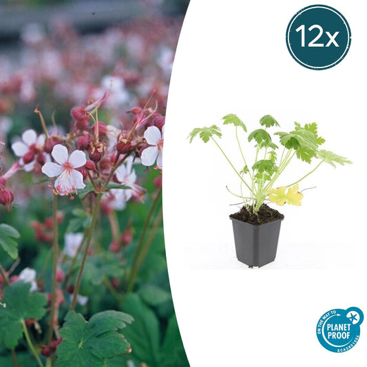 12x Geranium macr. 'Spessart' - ↕10-25cm - Ø9cm bei Pflanzfix24