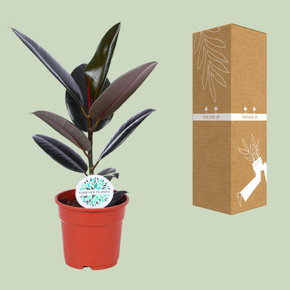 Ficus Elastica Abidjan - Ø17cm - ↕55cm - pflanzfix24