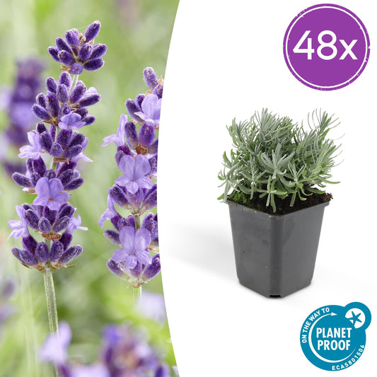 48x Lavandula 'Hidcote' - Pflanzfix24