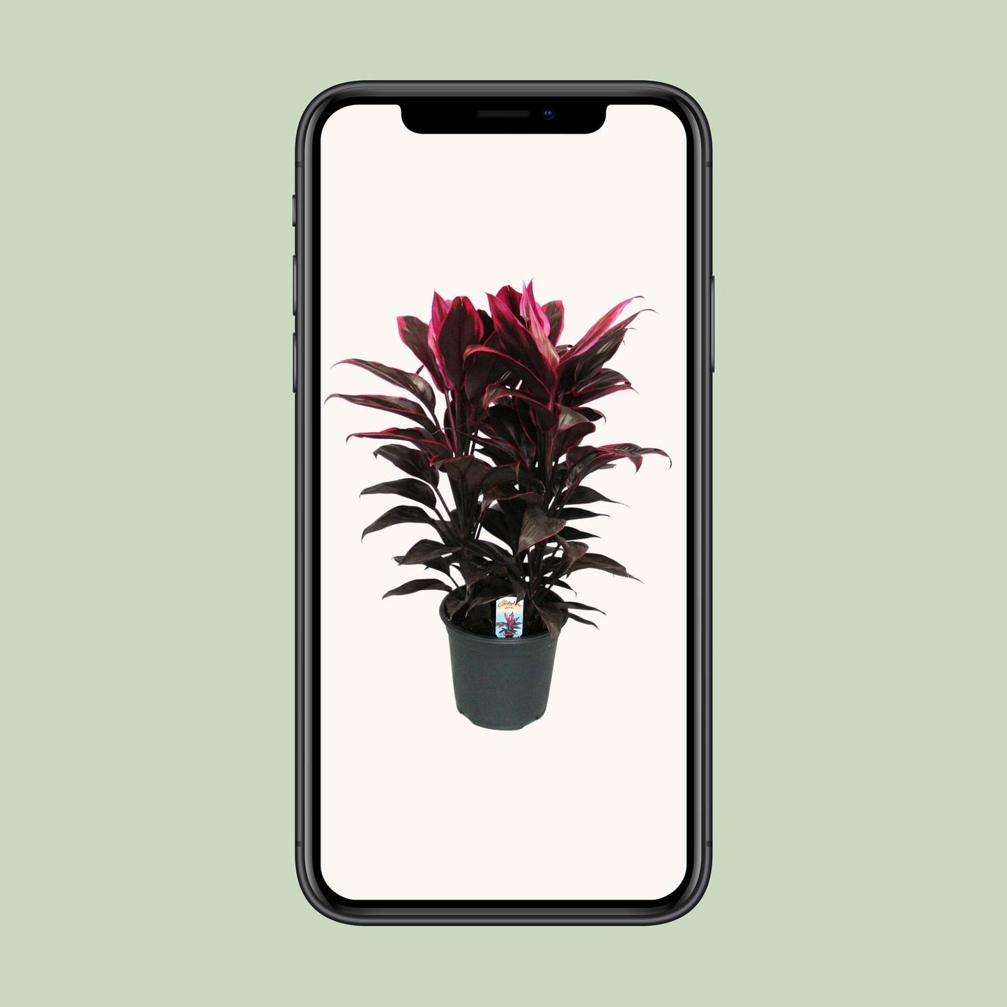 Cordyline Mambo - Ø19cm - ↕55cm - Pflanzfix24