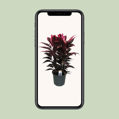 Cordyline Mambo - Ø19cm - ↕55cm - Pflanzfix24