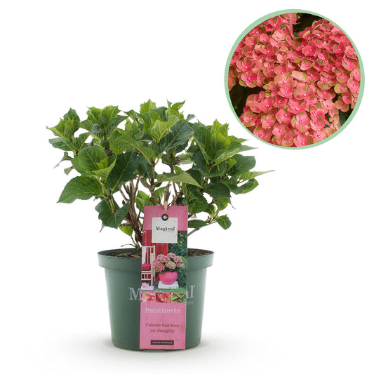 Hortensie - Hydrangea Magical Green Fire - Rosa Grün - 6-10 Blumen - Topf 23cm - Pflanzfix24.de - Pflanzfix24.de