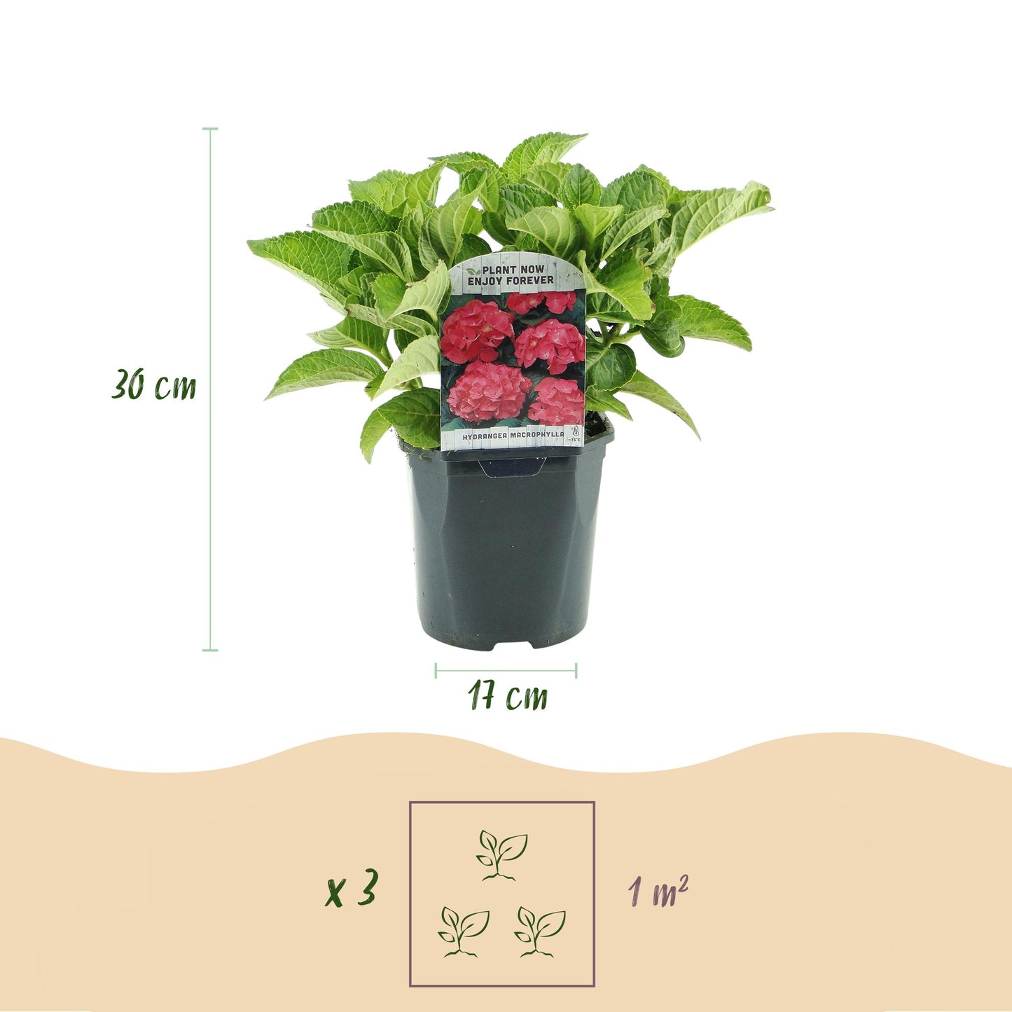 pflanzfix24 - Hortensie Hydrangea macrophylla Rot - 1 Pflanze - Topf 17cm