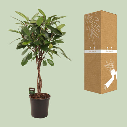 Ficus Cyathistipula - Ø24cm - ↕110cm bei Pflanzfix24