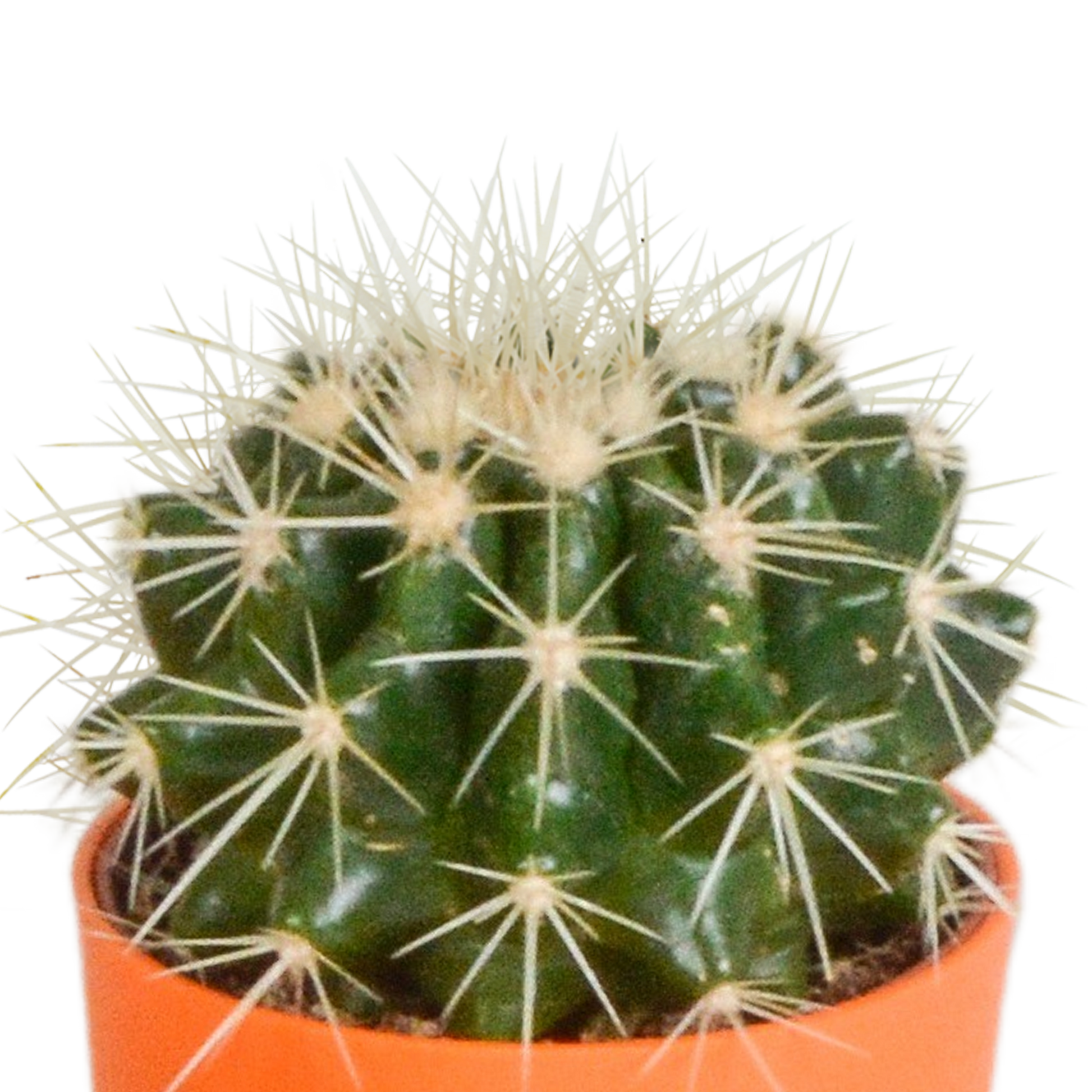Kakteenmischung 5,5 cm - 5x - in gekleurde plasticpot - Pflanzfix24.de - Pflanzfix24.de