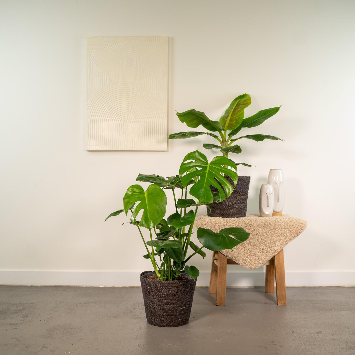 Monstera Deliciosa & Musa Dwarf Cavendish Set - Pflanzfix24