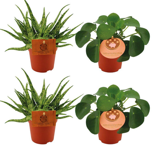 2x Aloe Spider + 2x Pilea Peperomoides Set | pflanzfix24