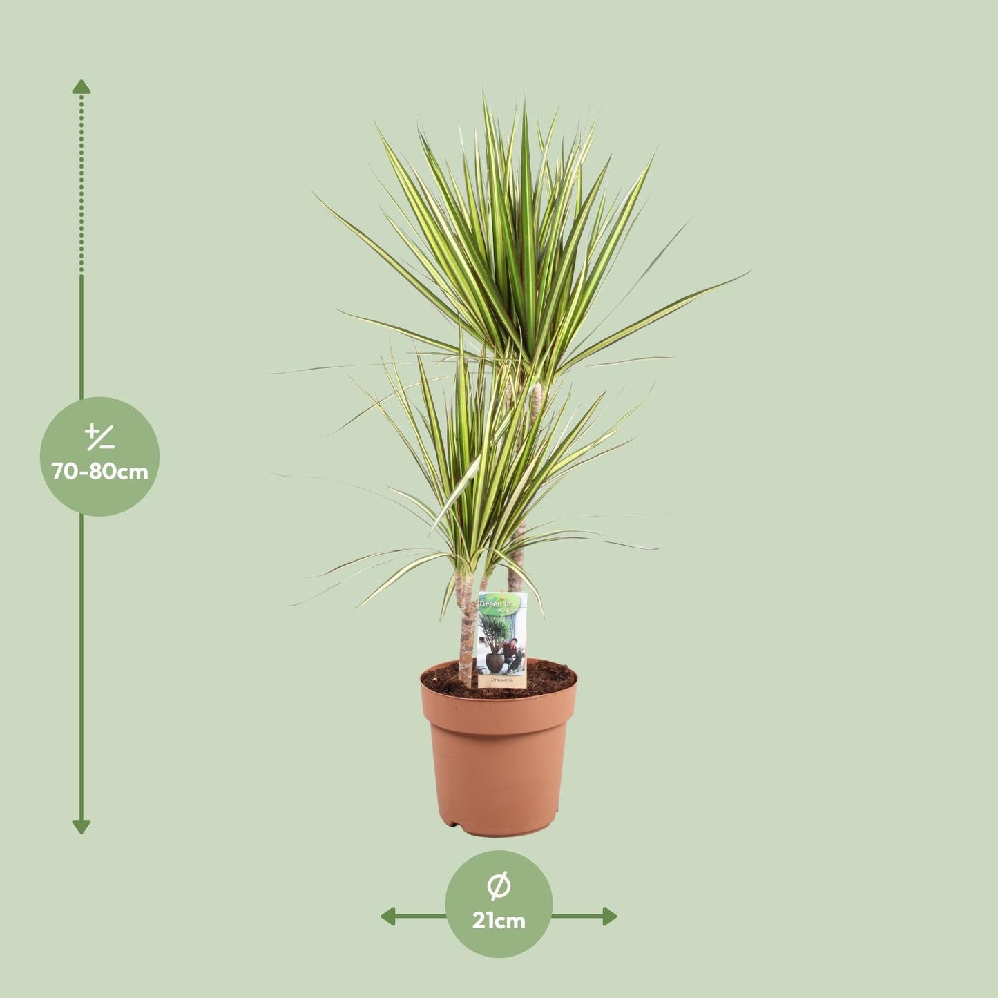 Dracaena Marginata Sunray - Ø21cm - ↕80cm - Pflanzfix24