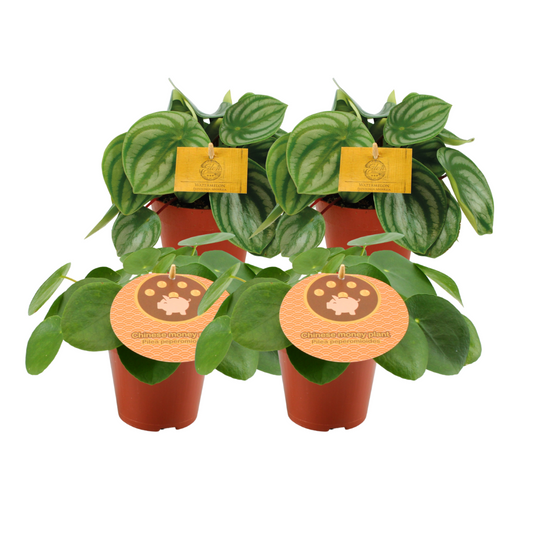 2x Peperomia Argyreia + 2x Pilea Peperomioides - 4 stuks- Ø12cm - ↕20cm - Pflanzfix24