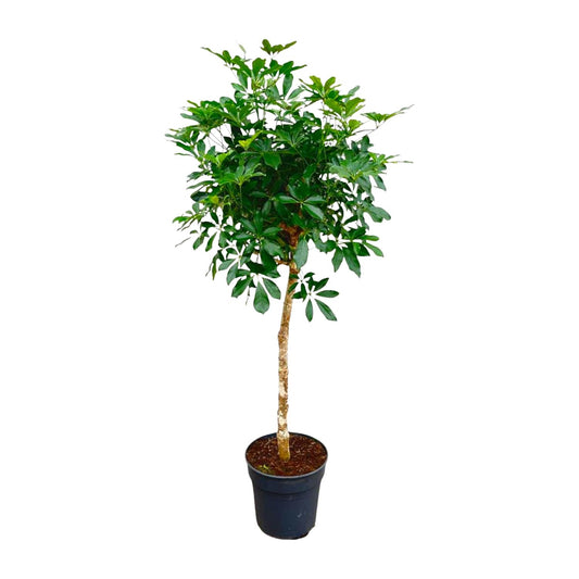 Schefflera op Stam 170cm Ø35cm | Tropische Zimmerpflanze | Pflanzfix24.de - Pflanzfix24.de