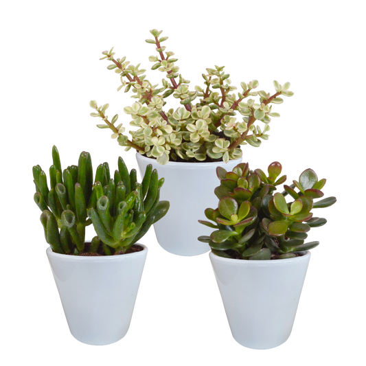 Crassula-Mix 8,5 cm - 3x - in witte pot - Pflanzfix24.de - Pflanzfix24.de