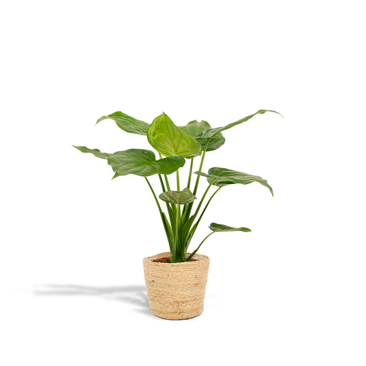 Alocasia Cucullata - Ø19cm - ↕65cm + Korb Selin - Pflanzfix24.de - Pflanzfix24.de
