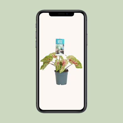 Caladium Miss Muffet - Ø12cm - ↕25cm - Pflanzfix24