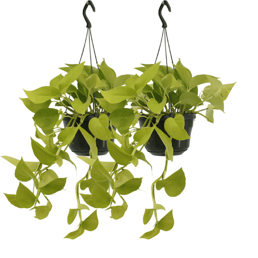 Epipremnum Golden Pothos (Scindapsus) - 2 Stücke - Pflanzfix24.de - Pflanzfix24.de