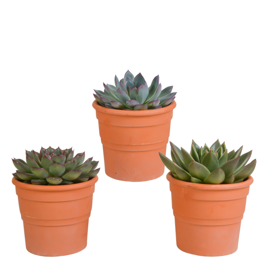 Echeveria-Mix 10,5 cm - 3x - in Terracotta-Topf - Pflanzfix24.de - Pflanzfix24.de