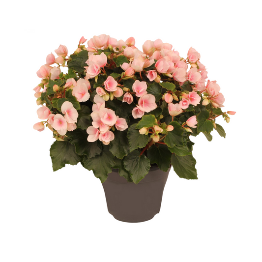 Begonia Betulia''light'' Licht Rose Decorum - Pflanzfix24