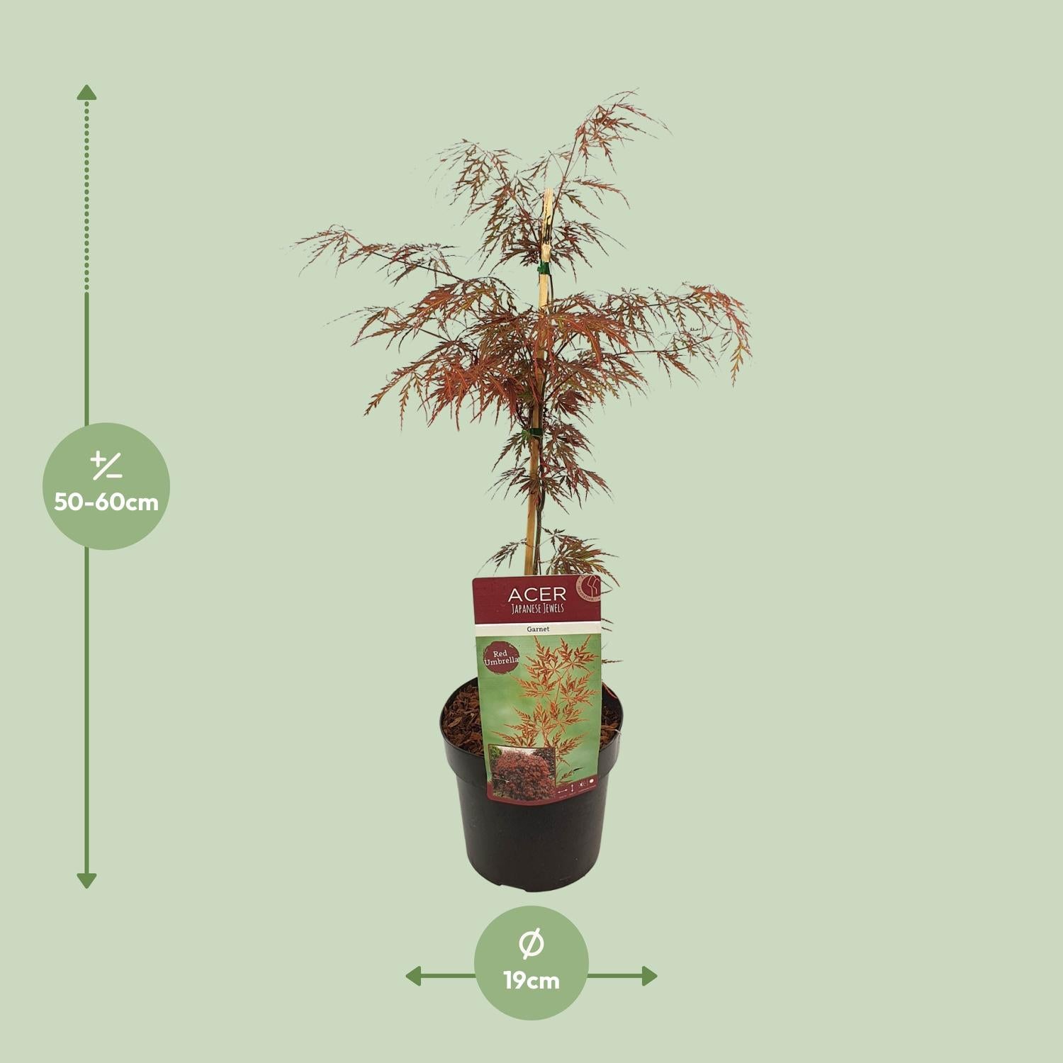 Acer palm. 'Garnet' - Ø19cm - ↕40cm bei Pflanzfix24.de - Pflanzfix24.de