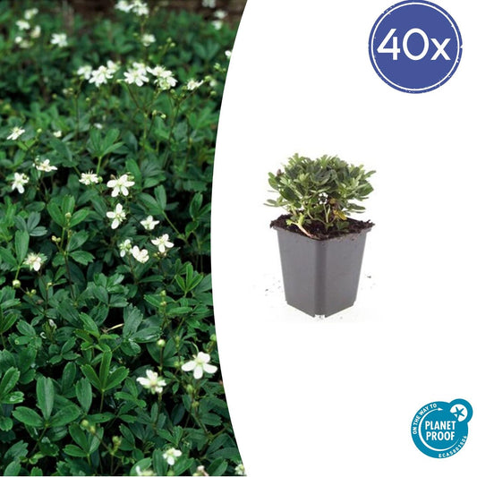 40x Potentilla tridentata 'Nuuk' - Pflanzfix24.de - Pflanzfix24.de
