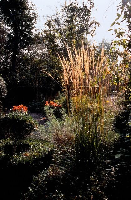 20x Calamagrostis acut. 'Karl Foerster' - ↕10-25cm - Ø9cm - Pflanzfix24