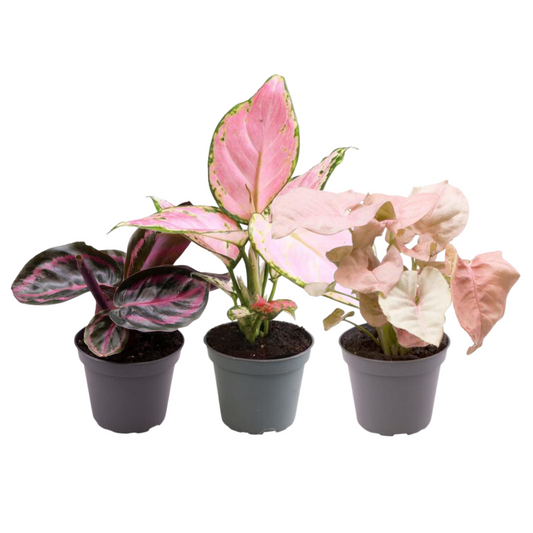 Pink is the new green Pflanzen-Set – Aglaonema & Calathea | Pflanzfix24.de - Pflanzfix24.de