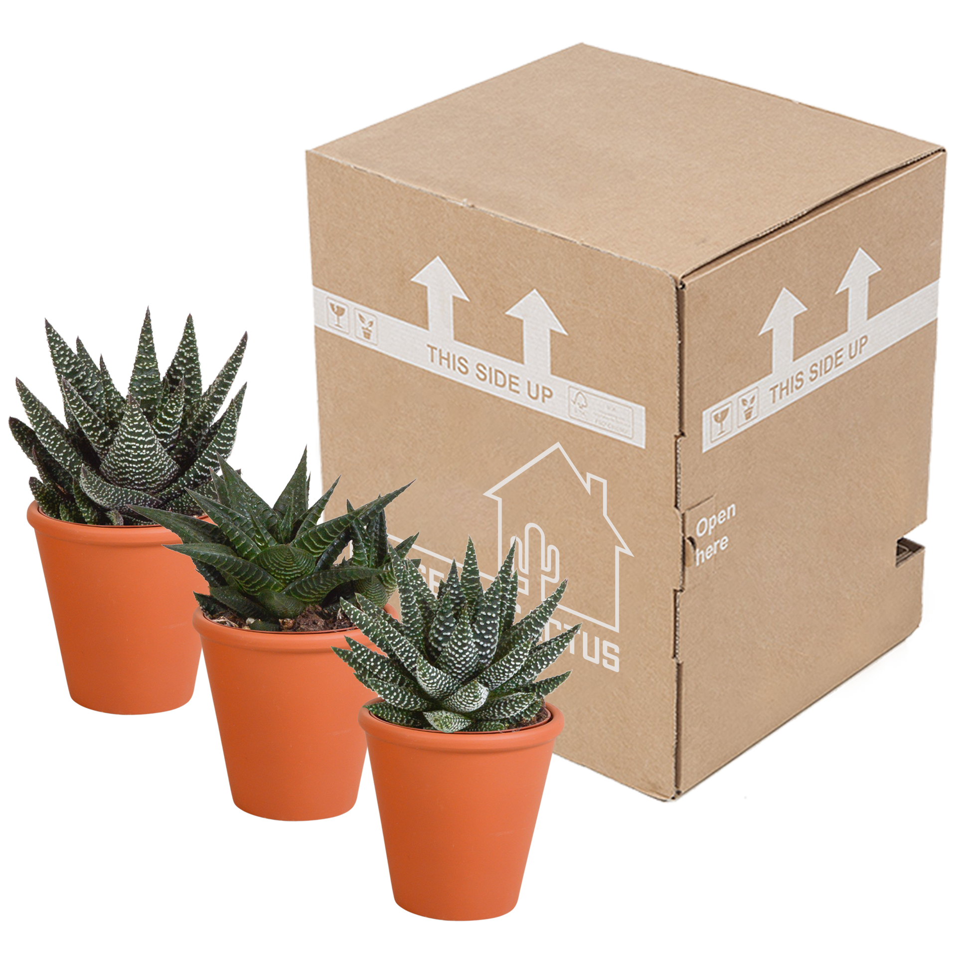 Gasteria/Haworthia-Mischung 8,5cm - 3x - in Terracotta-Topf | Pflanzfix24.de - Pflanzfix24.de