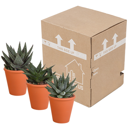 Gasteria/Haworthia-Mischung 8,5cm - 3x - in Terracotta-Topf | Pflanzfix24.de - Pflanzfix24.de