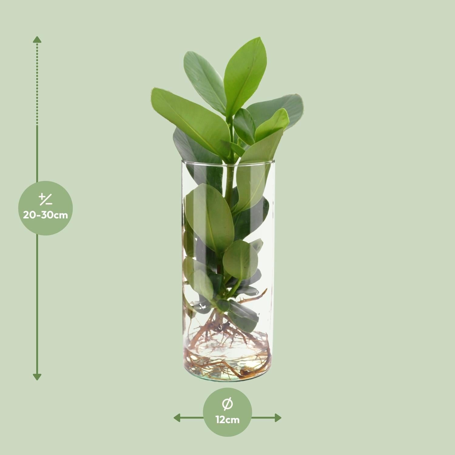 Clusia In Cylinder Glas - Ø12cm - ↕30cm - Pflanzfix24.de - Pflanzfix24.de