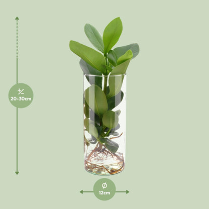 Clusia In Cylinder Glas - Ø12cm - ↕30cm - Pflanzfix24.de - Pflanzfix24.de
